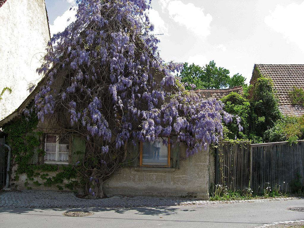 Die Sprachpension - The Language Guesthouse Vogtsburg Exterior foto